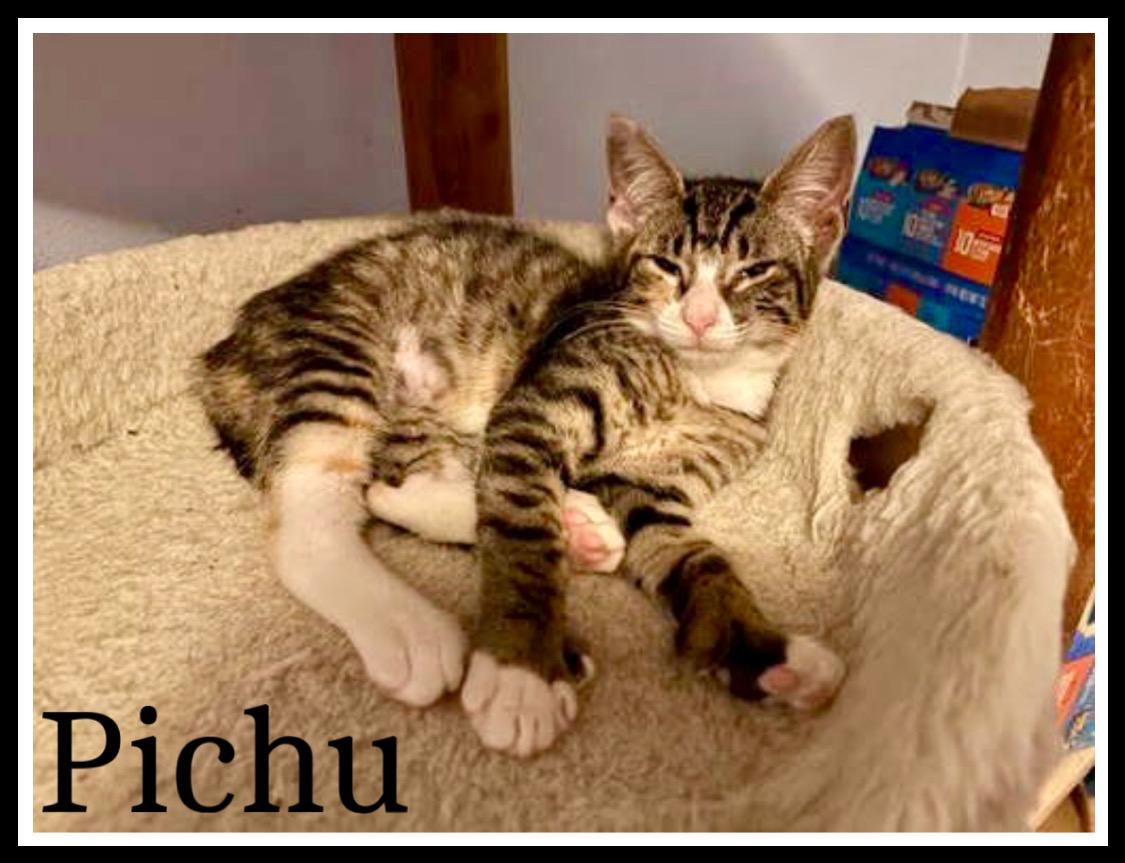 Pichu, Willow Grove Area, (FCID 11/11/2025-151)