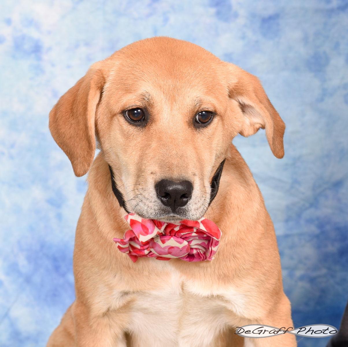 Mistletoe thumbnail 3