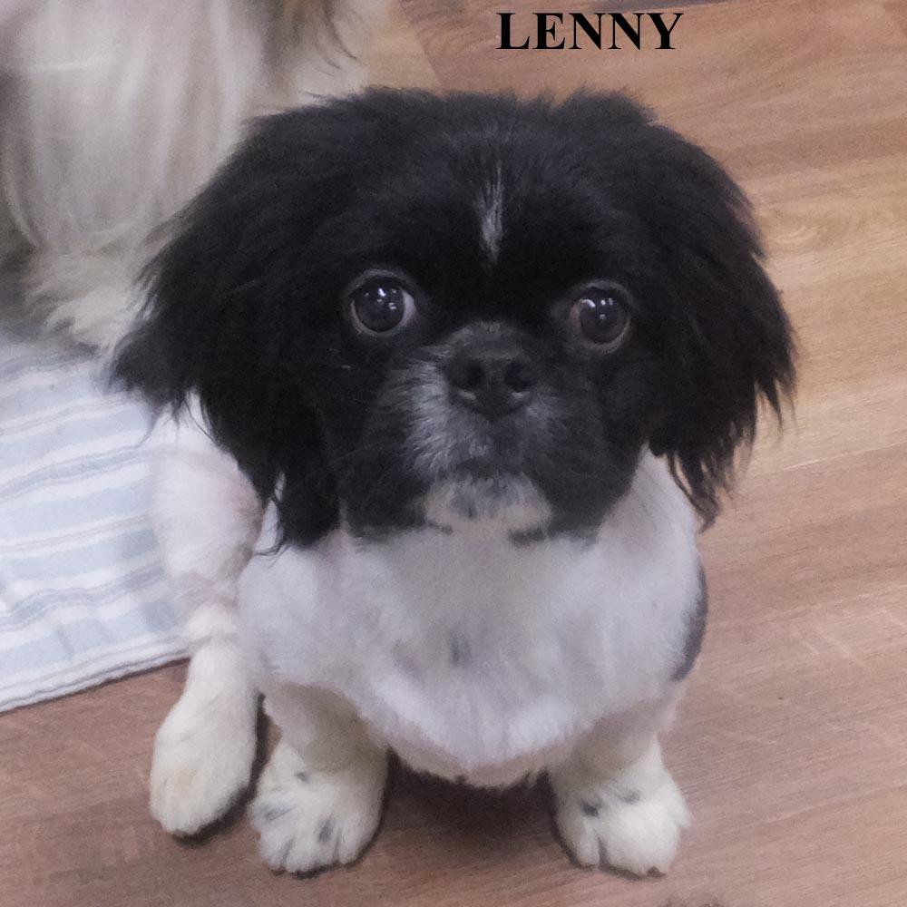 ANDY GENTRY LENNY, a ADOPTABLE Pekingese in Trufant, MI image 4/4