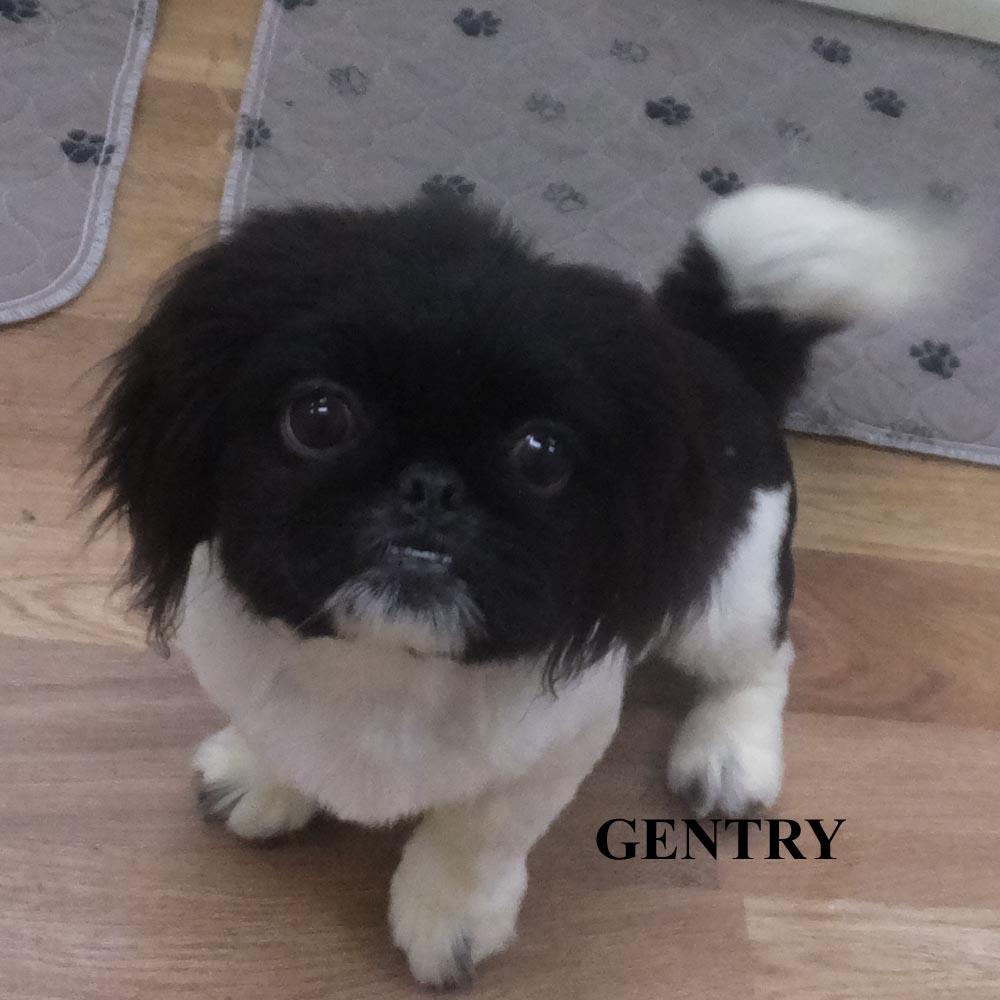 ANDY GENTRY LENNY, a ADOPTABLE Pekingese in Trufant, MI image 3/4