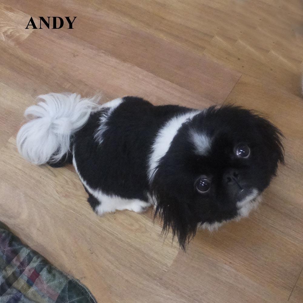 ANDY GENTRY LENNY, a ADOPTABLE Pekingese in Trufant, MI image 2/4