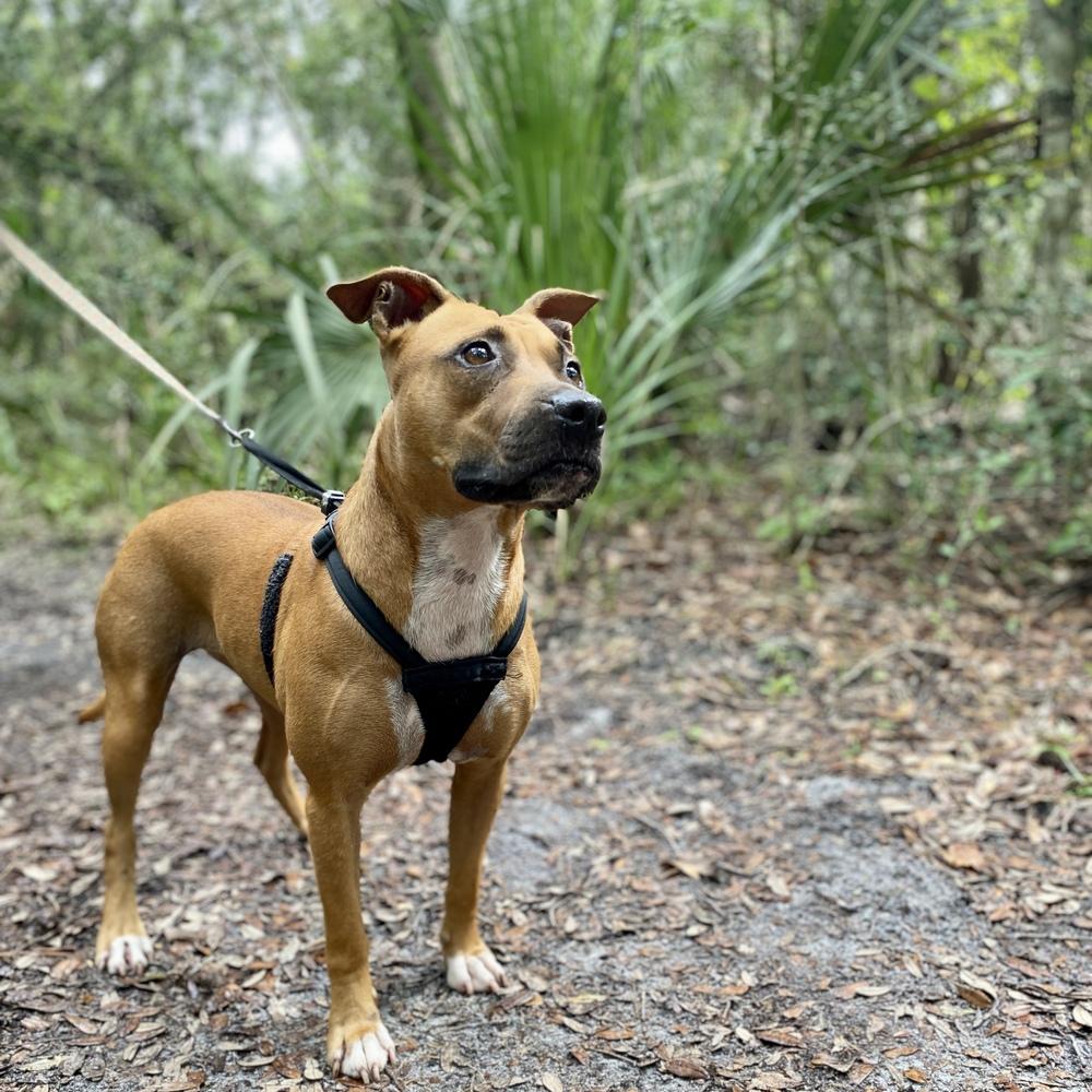 Enlarge Penny, a Adoptable mixed breed in Saint Augustine, FL image 1/6