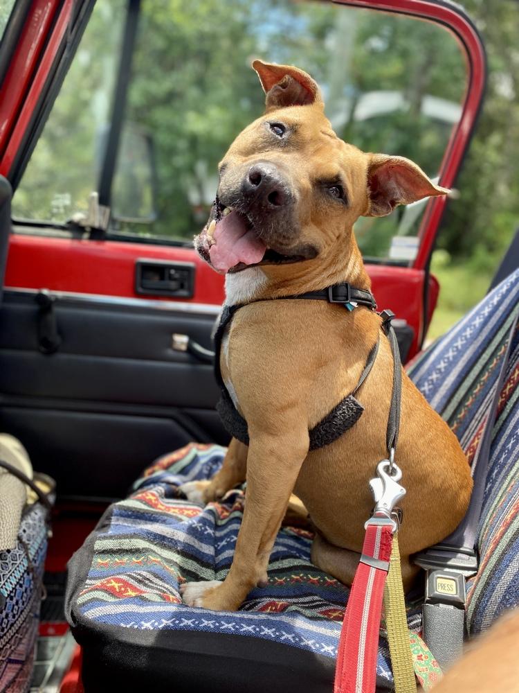 Enlarge Penny, a Adoptable mixed breed in Saint Augustine, FL image 2/6