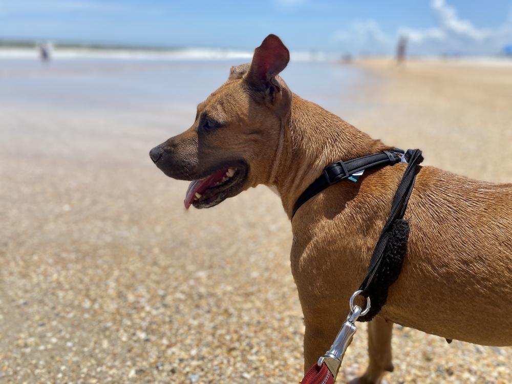 Enlarge Penny, a Adoptable mixed breed in Saint Augustine, FL image 3/6