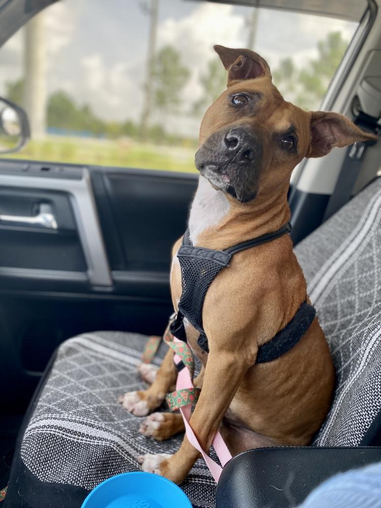 Enlarge Penny, a Adoptable mixed breed in Saint Augustine, FL image 4/6