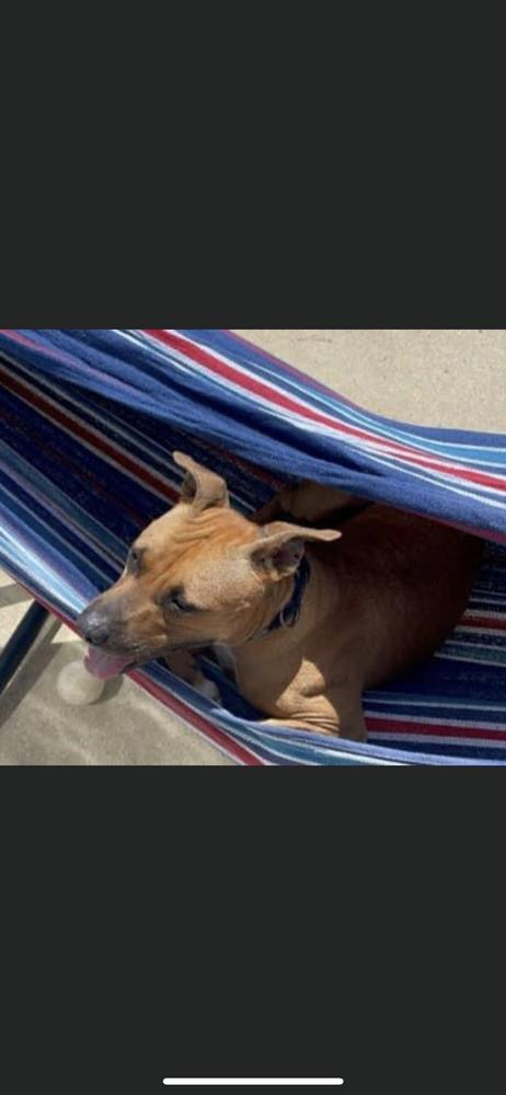 Enlarge Penny, a Adoptable mixed breed in Saint Augustine, FL image 3/6