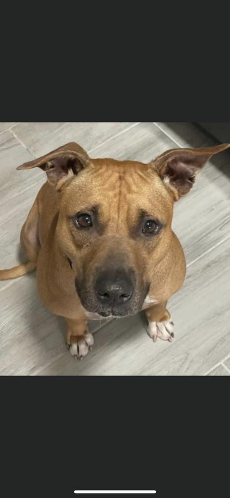 Enlarge Penny, a Adoptable mixed breed in Saint Augustine, FL image 4/6