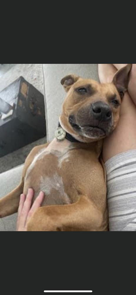 Enlarge Penny, a Adoptable mixed breed in Saint Augustine, FL image 5/6