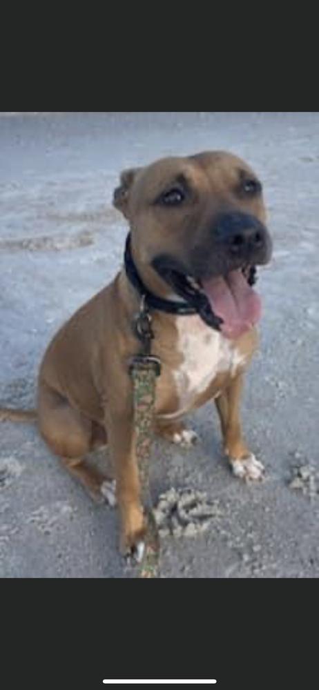 Enlarge Penny, a Adoptable mixed breed in Saint Augustine, FL image 6/6