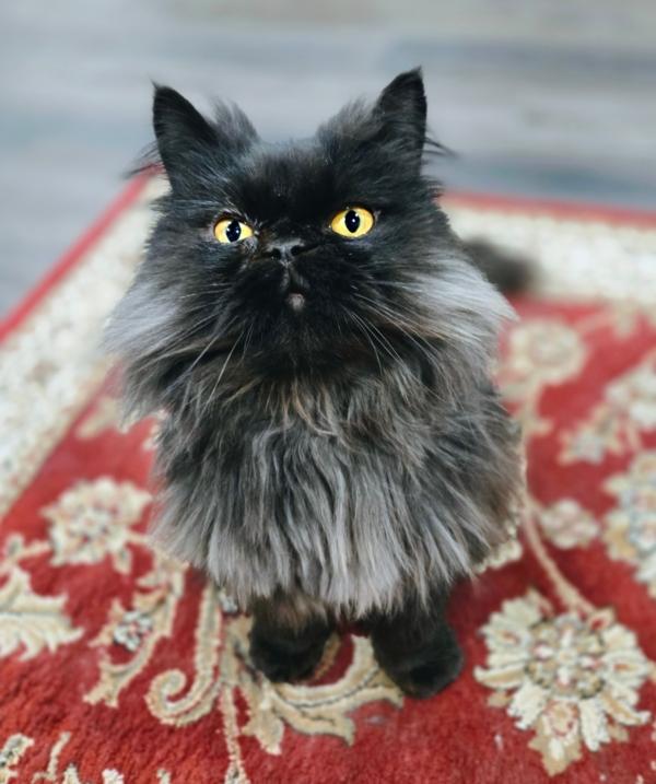 Enlarge SIR, a ADOPTABLE Persian in Muskego, WI image 1/1