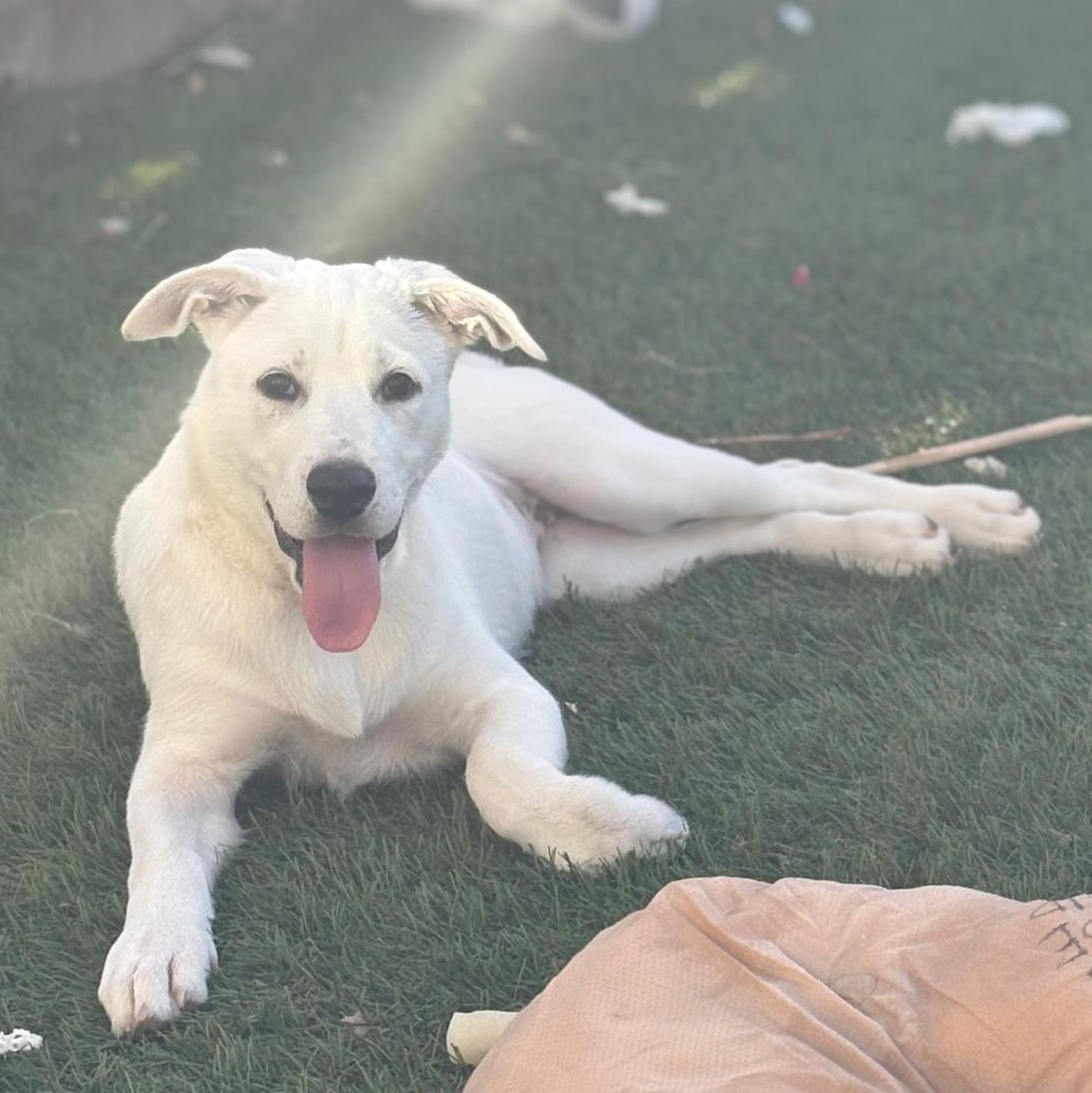 Isla, adoptable, Puppy Female Mixed Breed.