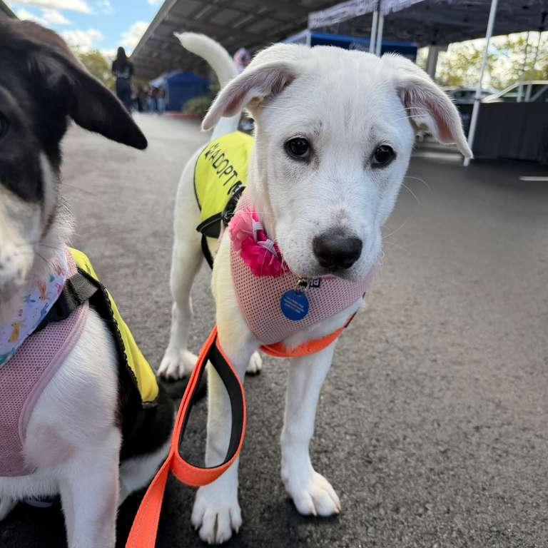 Enlarge Isla, an adoptable Mixed Breed in San Diego, CA image 6/6