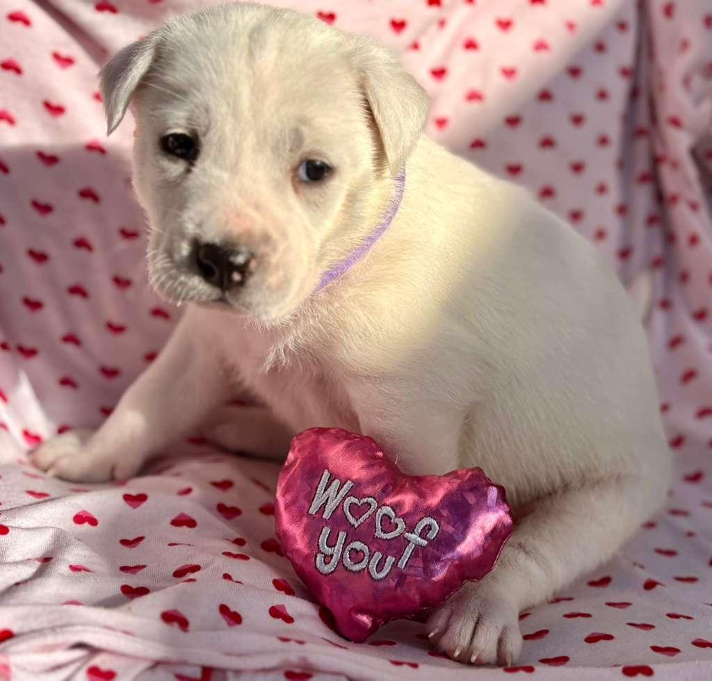 Enlarge Isla, a ADOPTABLE Mixed Breed in San Diego, CA image 3/6