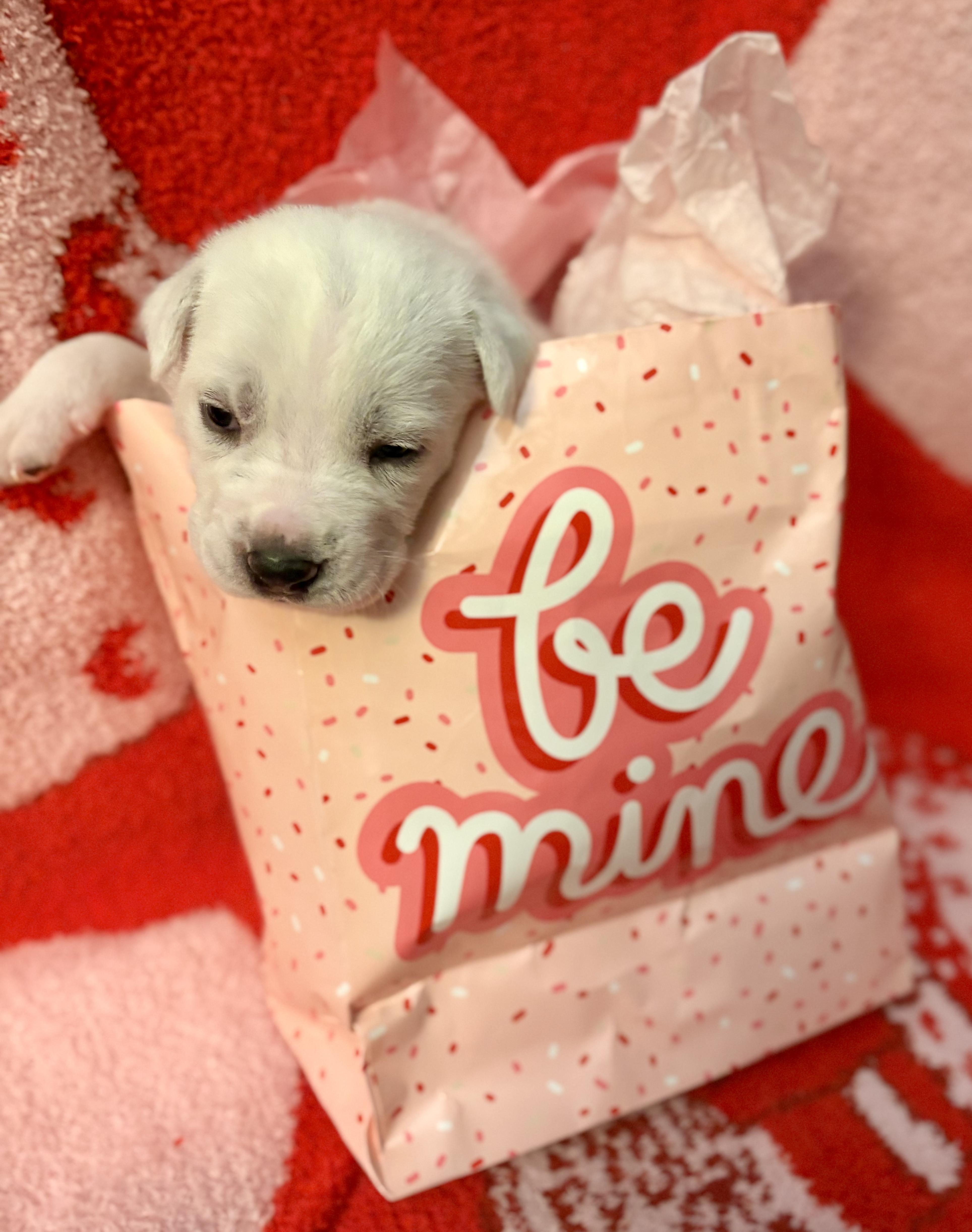 Enlarge Isla, a ADOPTABLE Mixed Breed in San Diego, CA image 4/6