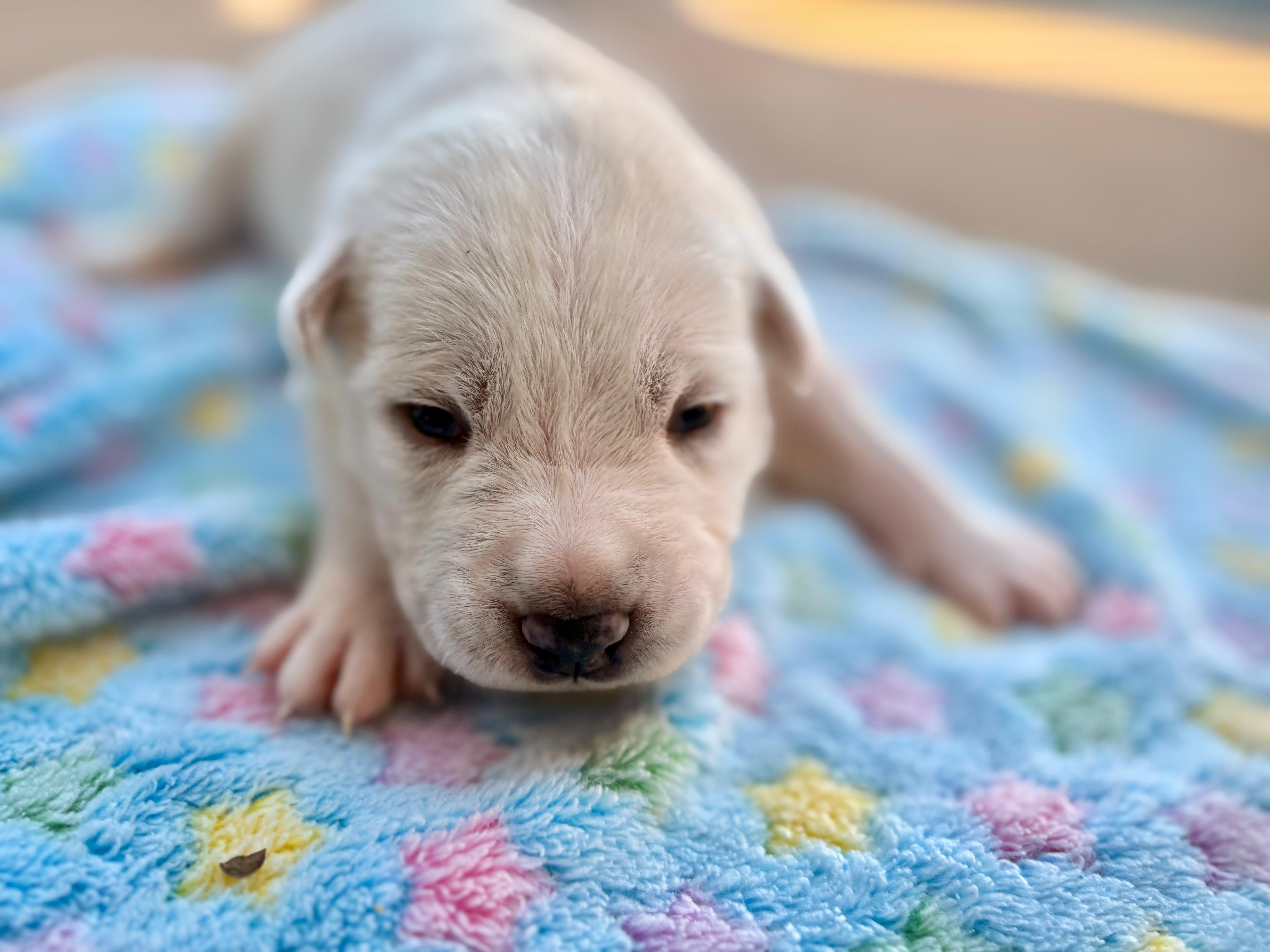 Enlarge Isla, a ADOPTABLE Mixed Breed in San Diego, CA image 6/6