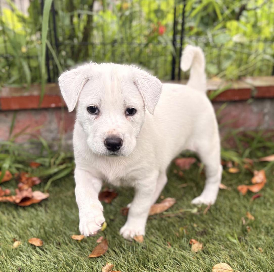 Isla, ADOPTABLE, Puppy Female Mixed Breed.