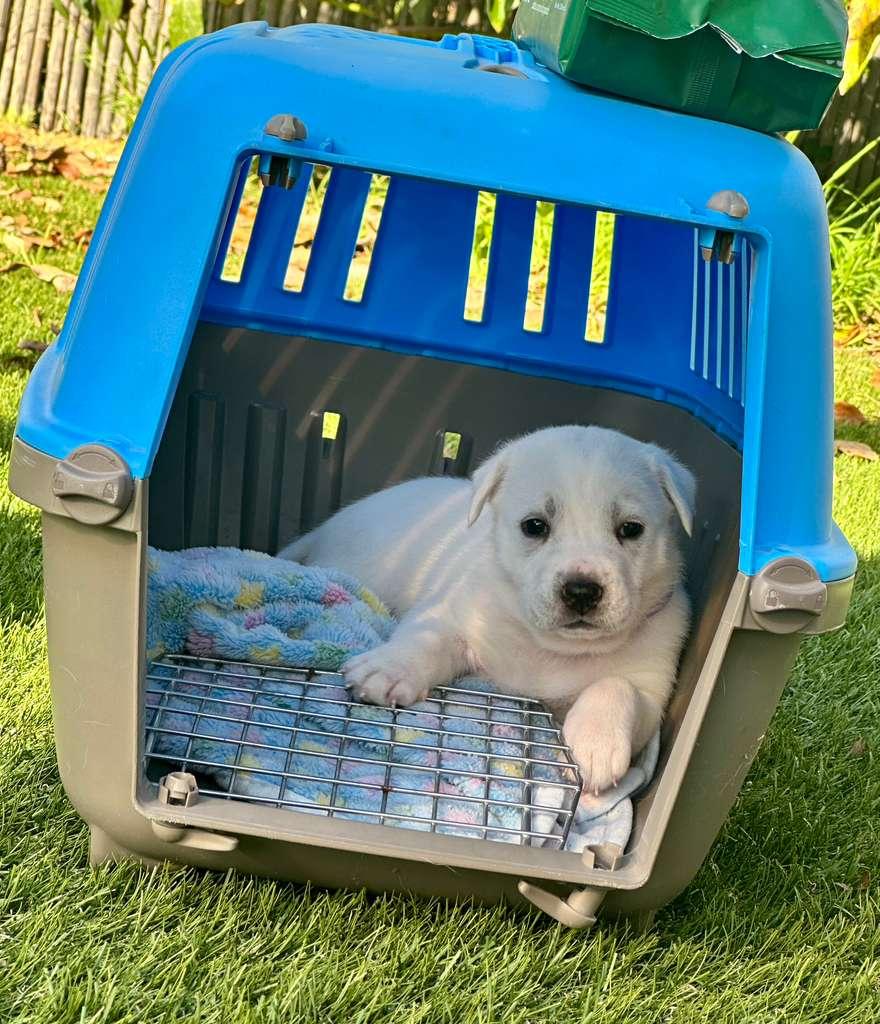 Enlarge Isla, a ADOPTABLE Mixed Breed in San Diego, CA image 5/6