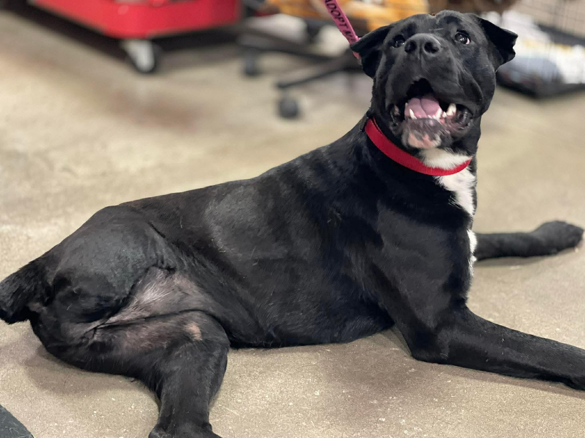 Enlarge Clem, an adopted mixed breed in Oxford, GA image 1/4