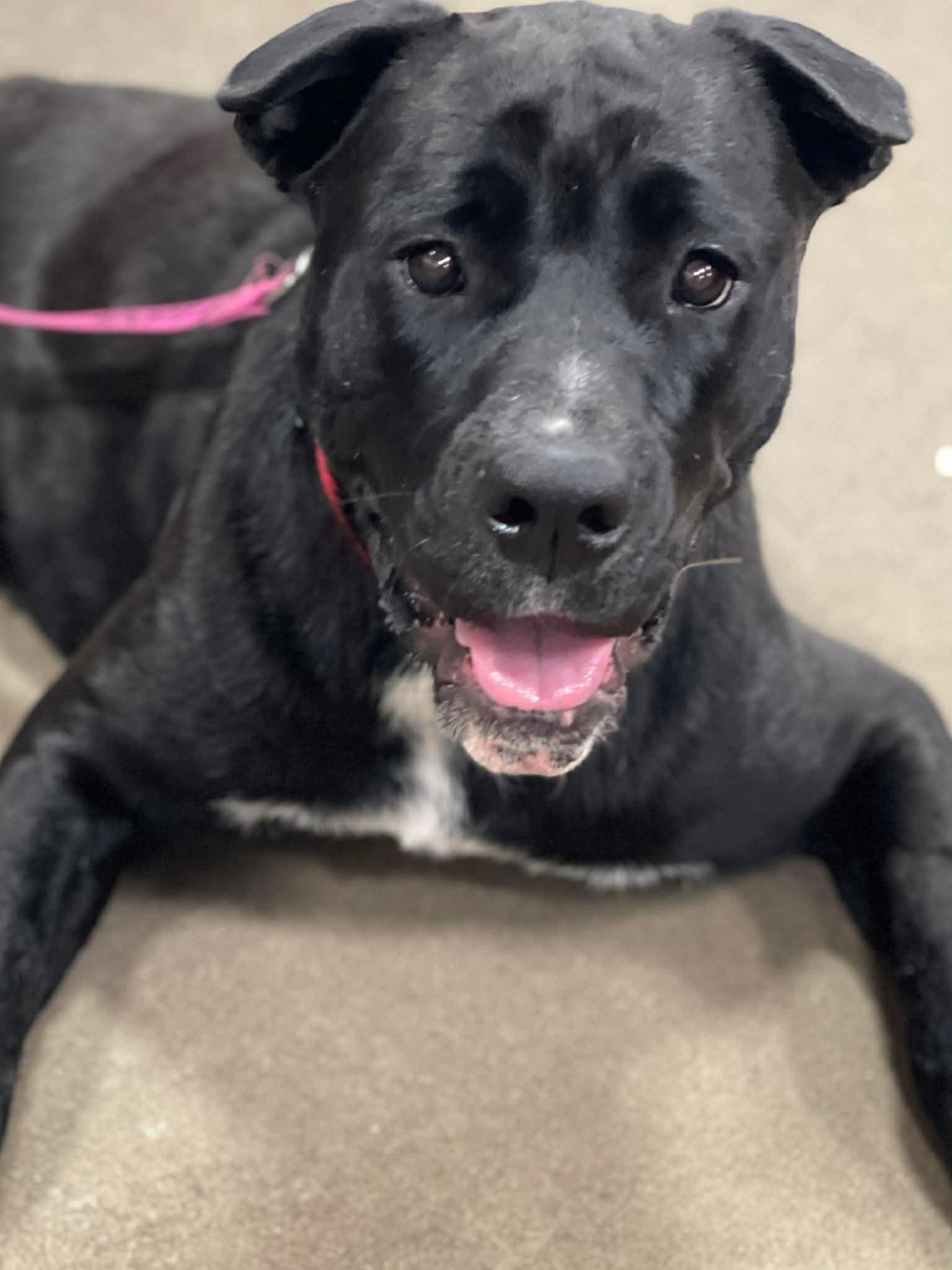 Enlarge Clem, an adopted mixed breed in Oxford, GA image 2/4