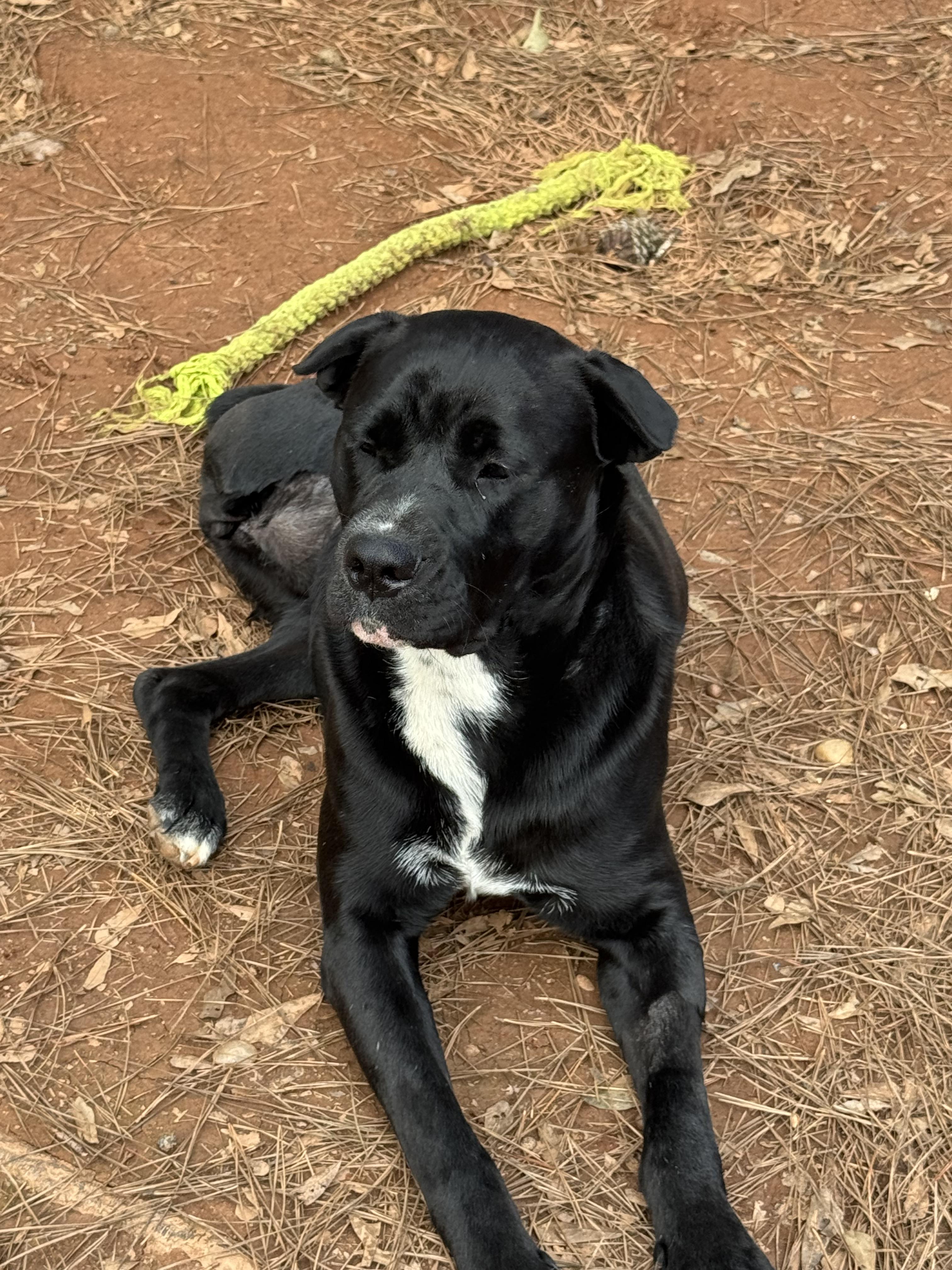 Enlarge Clem, an adopted mixed breed in Oxford, GA image 3/4