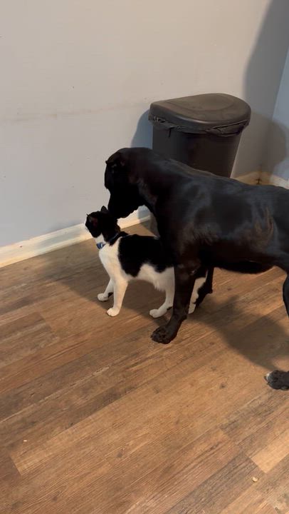 Enlarge Clem, an adopted mixed breed in Oxford, GA video 4/4