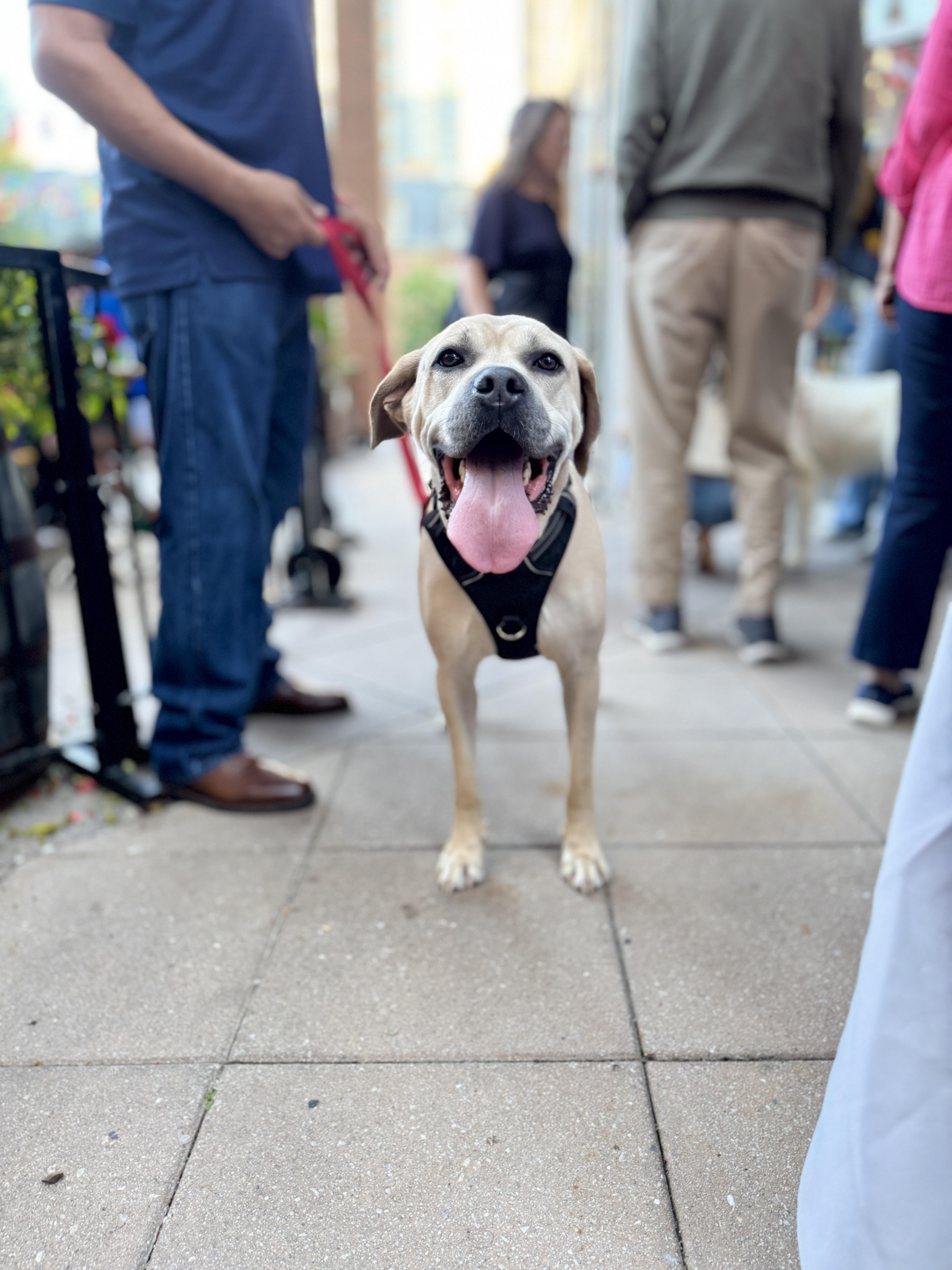 Enlarge Barry, a Adoptable mixed breed in Silver Spring, MD image 3/6