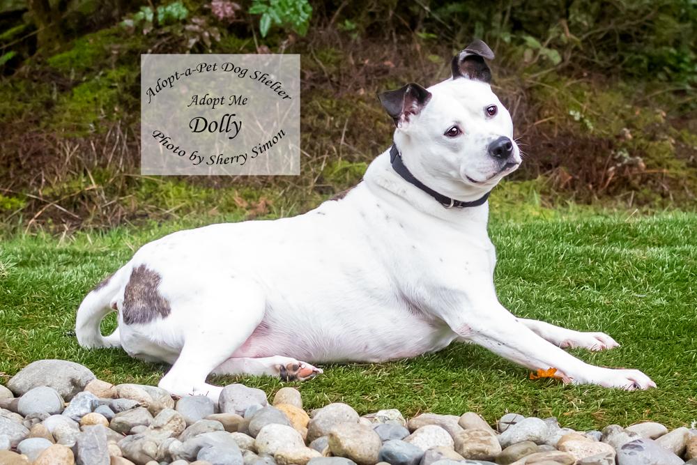 DOLLY PARTON, an adoptable Pit Bull Terrier, Dalmatian in Shelton, WA, 98584 | Photo Image 4
