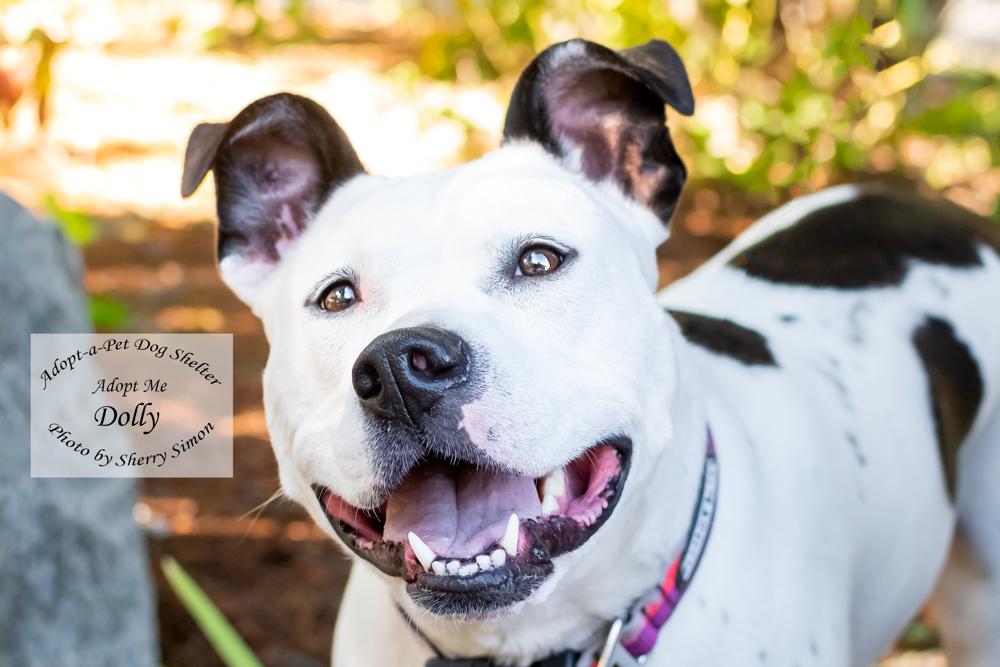 DOLLY PARTON, an adoptable Pit Bull Terrier, Dalmatian in Shelton, WA, 98584 | Photo Image 1
