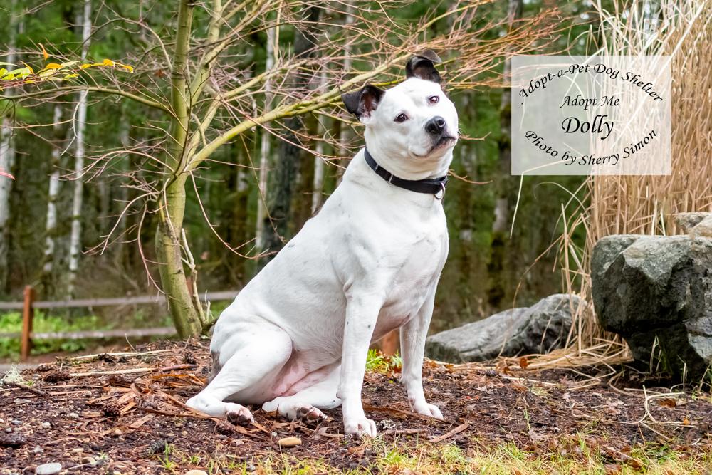 DOLLY PARTON, an adoptable Pit Bull Terrier, Dalmatian in Shelton, WA, 98584 | Photo Image 2