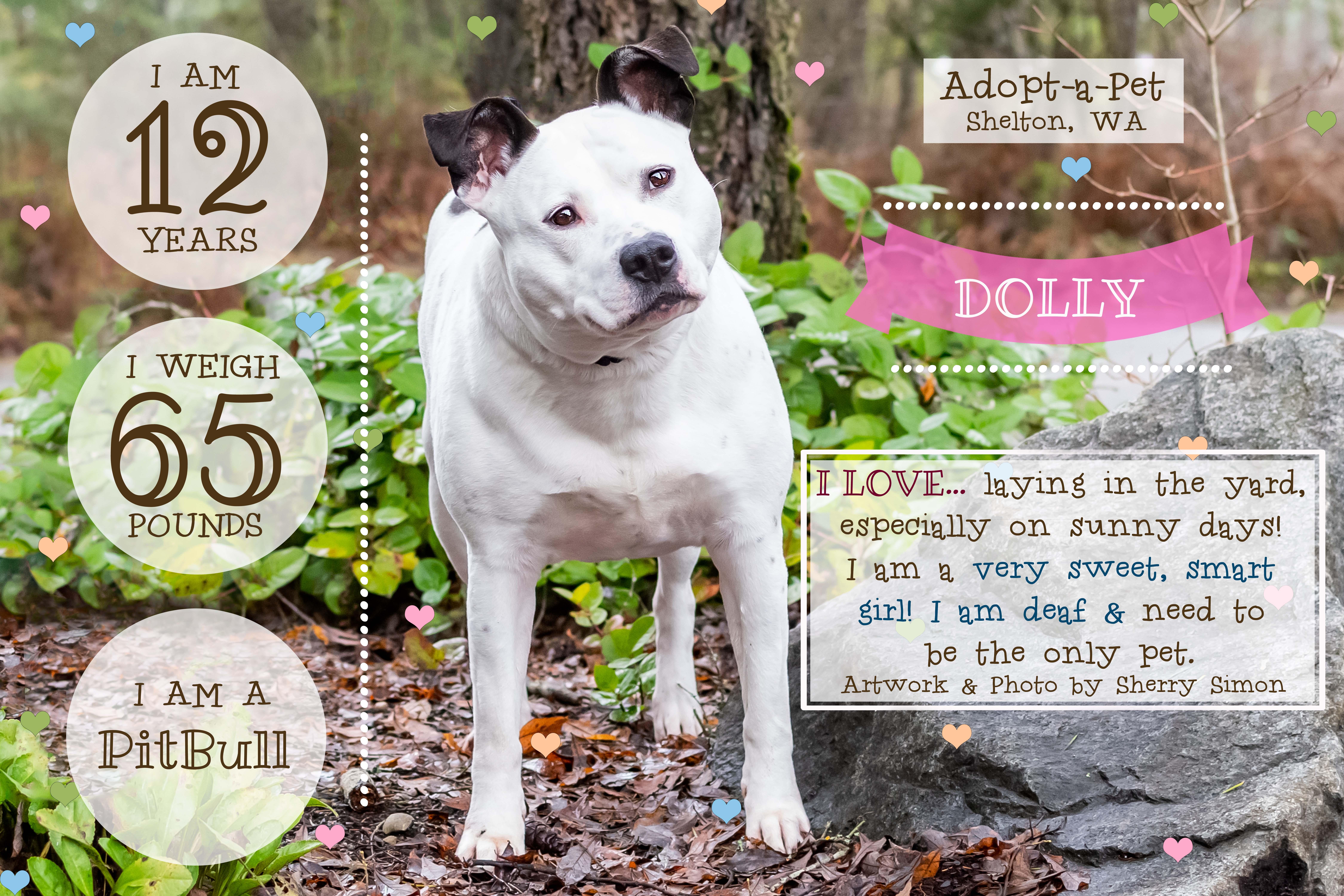 DOLLY PARTON, an adoptable Pit Bull Terrier, Dalmatian in Shelton, WA, 98584 | Photo Image 5