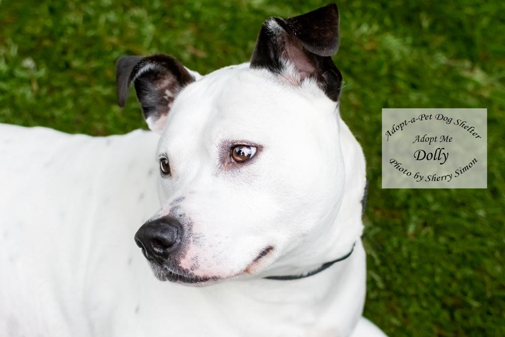 DOLLY PARTON, an adoptable Pit Bull Terrier, Dalmatian in Shelton, WA, 98584 | Photo Image 6