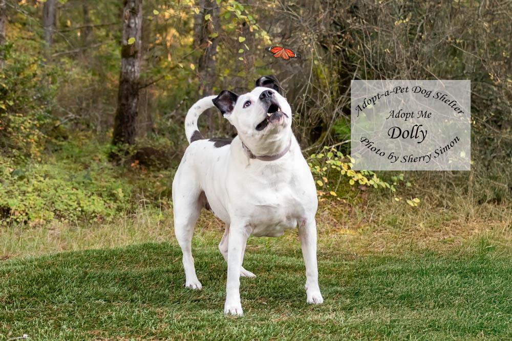 DOLLY PARTON, a Adoptable mixed breed in Shelton, WA image 6/6