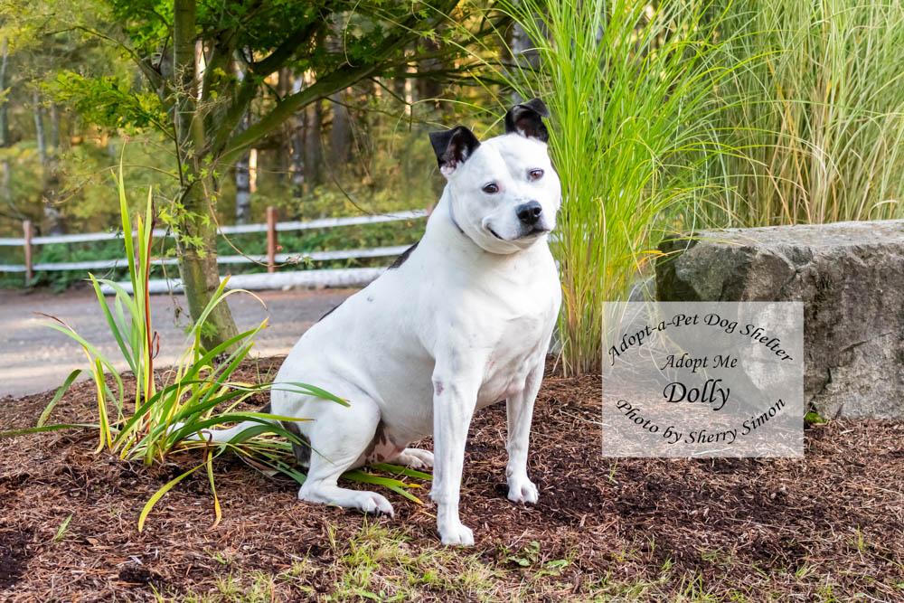 DOLLY PARTON, a Adoptable mixed breed in Shelton, WA image 4/6