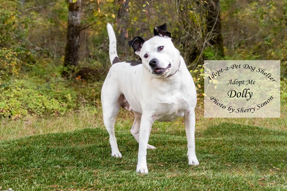 DOLLY PARTON, an adoptable Pit Bull Terrier, Dalmatian in Shelton, WA, 98584 | Photo Image 2