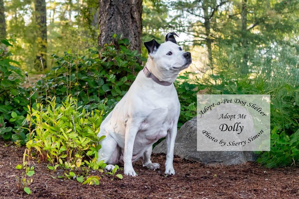 DOLLY PARTON, a Adoptable mixed breed in Shelton, WA image 5/6