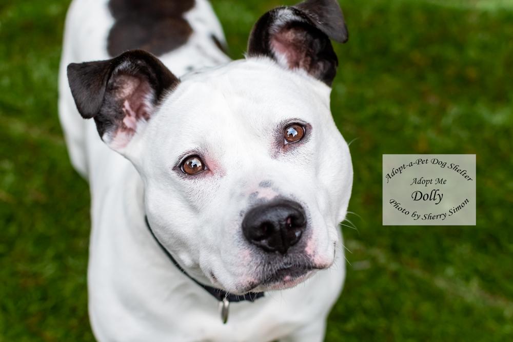 DOLLY PARTON, an adoptable Pit Bull Terrier, Dalmatian in Shelton, WA, 98584 | Photo Image 3