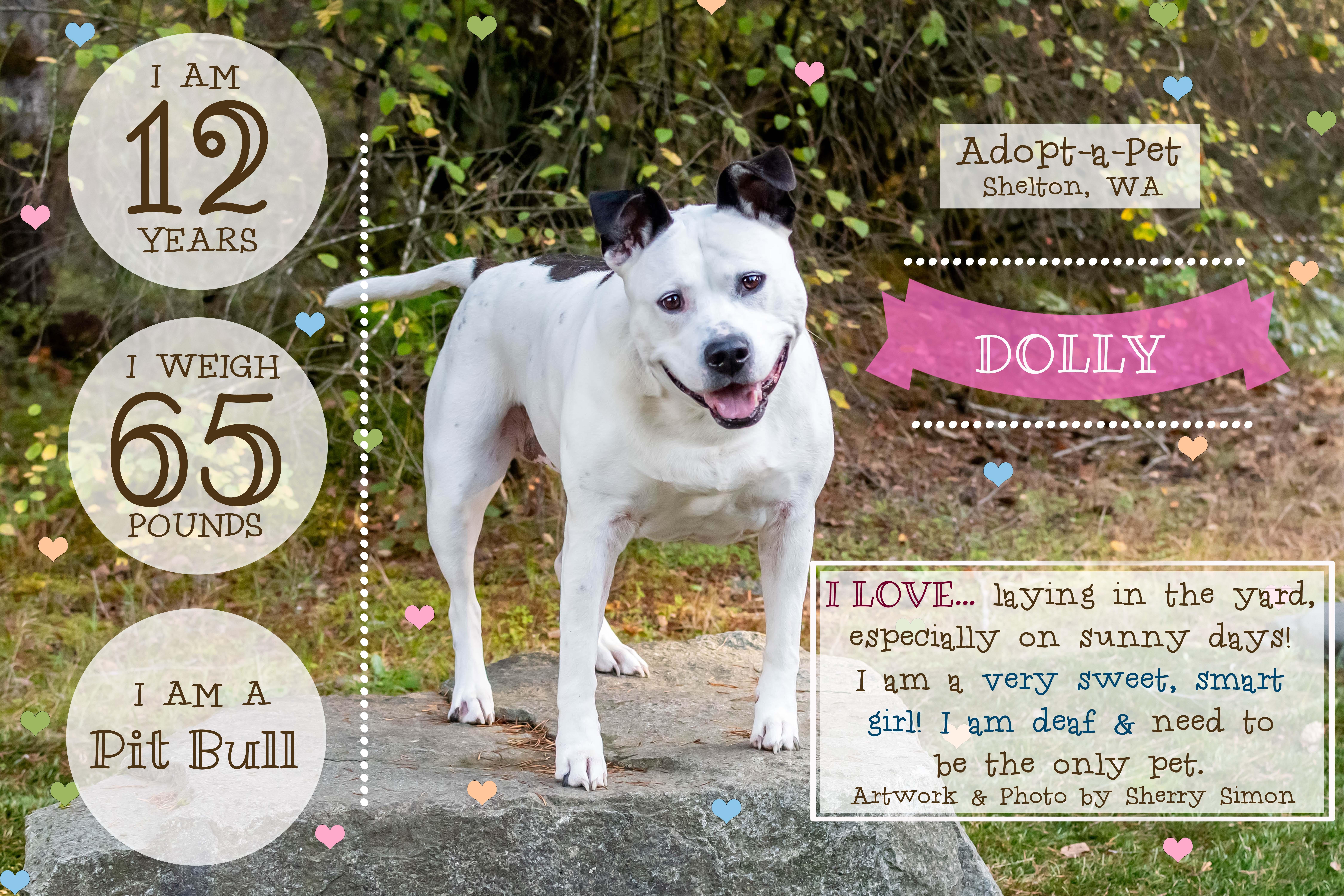 DOLLY PARTON, a Adoptable mixed breed in Shelton, WA image 3/6