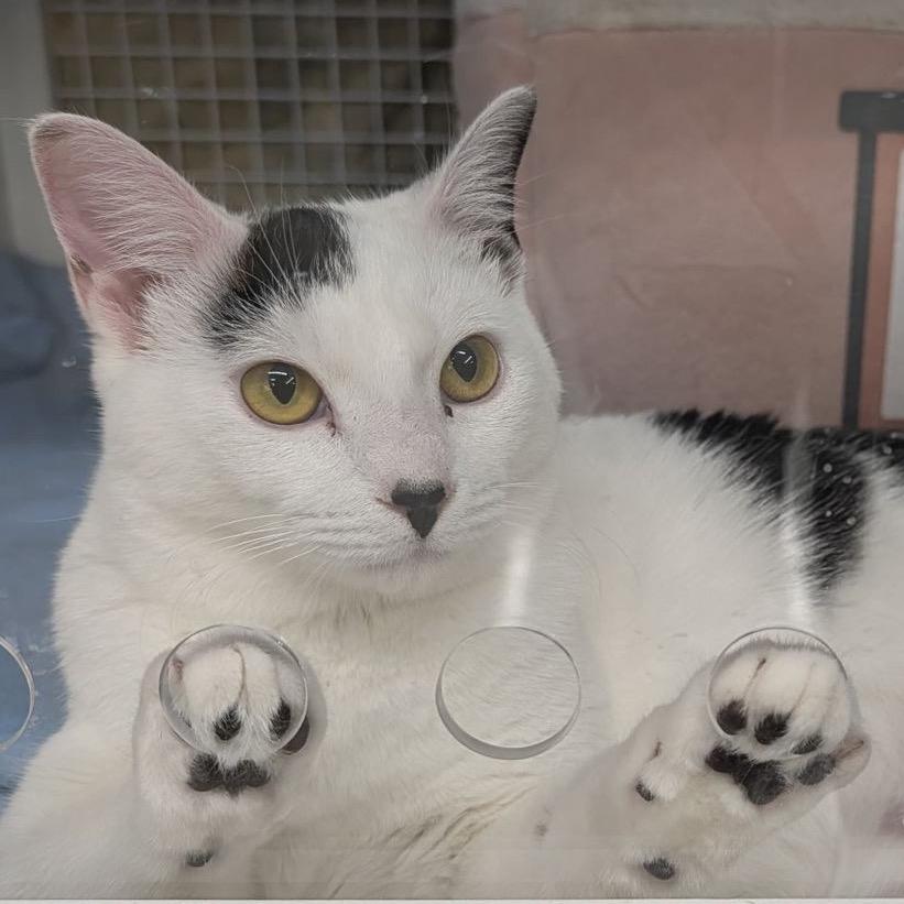 Bonnie, Adoptable, Young Female Domestic Short Hair.