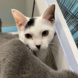 Enlarge Bonnie, a Adoptable Domestic Short Hair in Atlanta, GA image 3/5