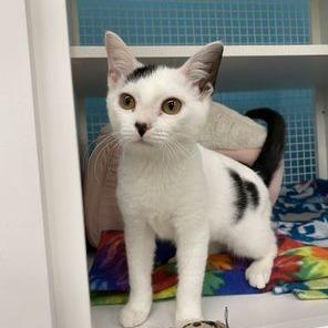 Enlarge Bonnie, a Adoptable Domestic Short Hair in Atlanta, GA image 4/5