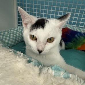 Enlarge Bonnie, a Adoptable Domestic Short Hair in Atlanta, GA image 5/5