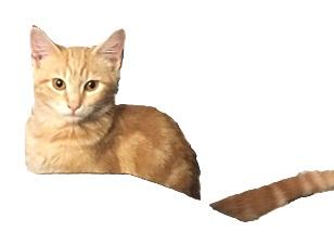 Enlarge GOLDEN BOY, a Adoptable Domestic Medium Hair in Santa Monica, CA image 1/1