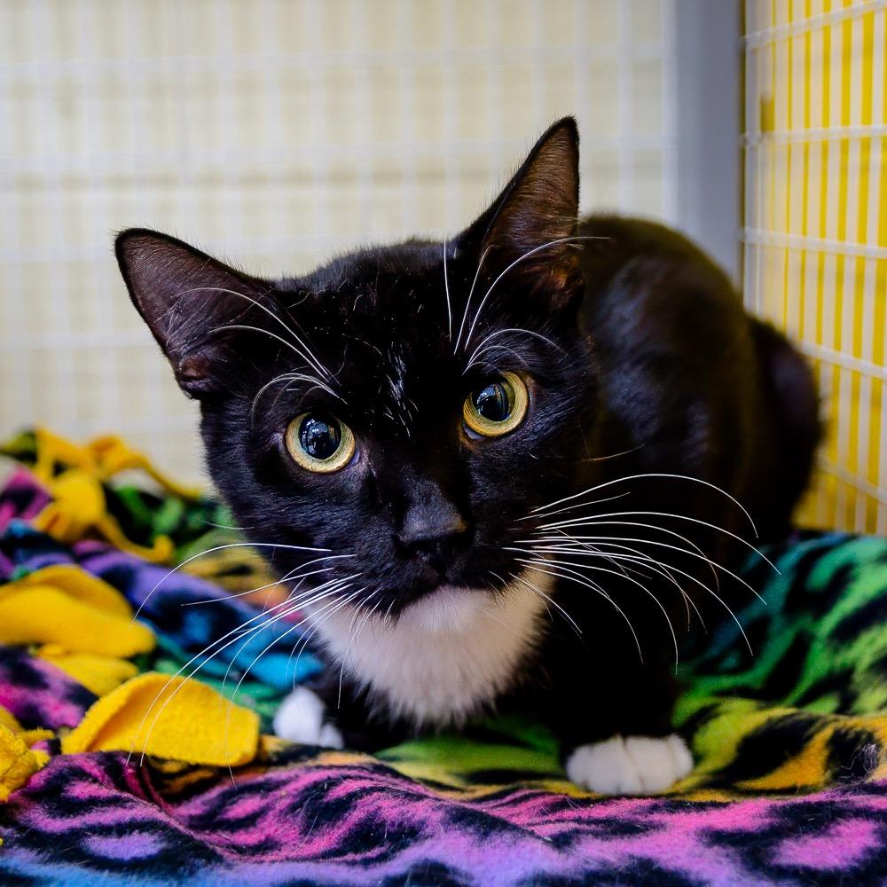 Milo, Adoptable, Adult Male Domestic Short Hair.