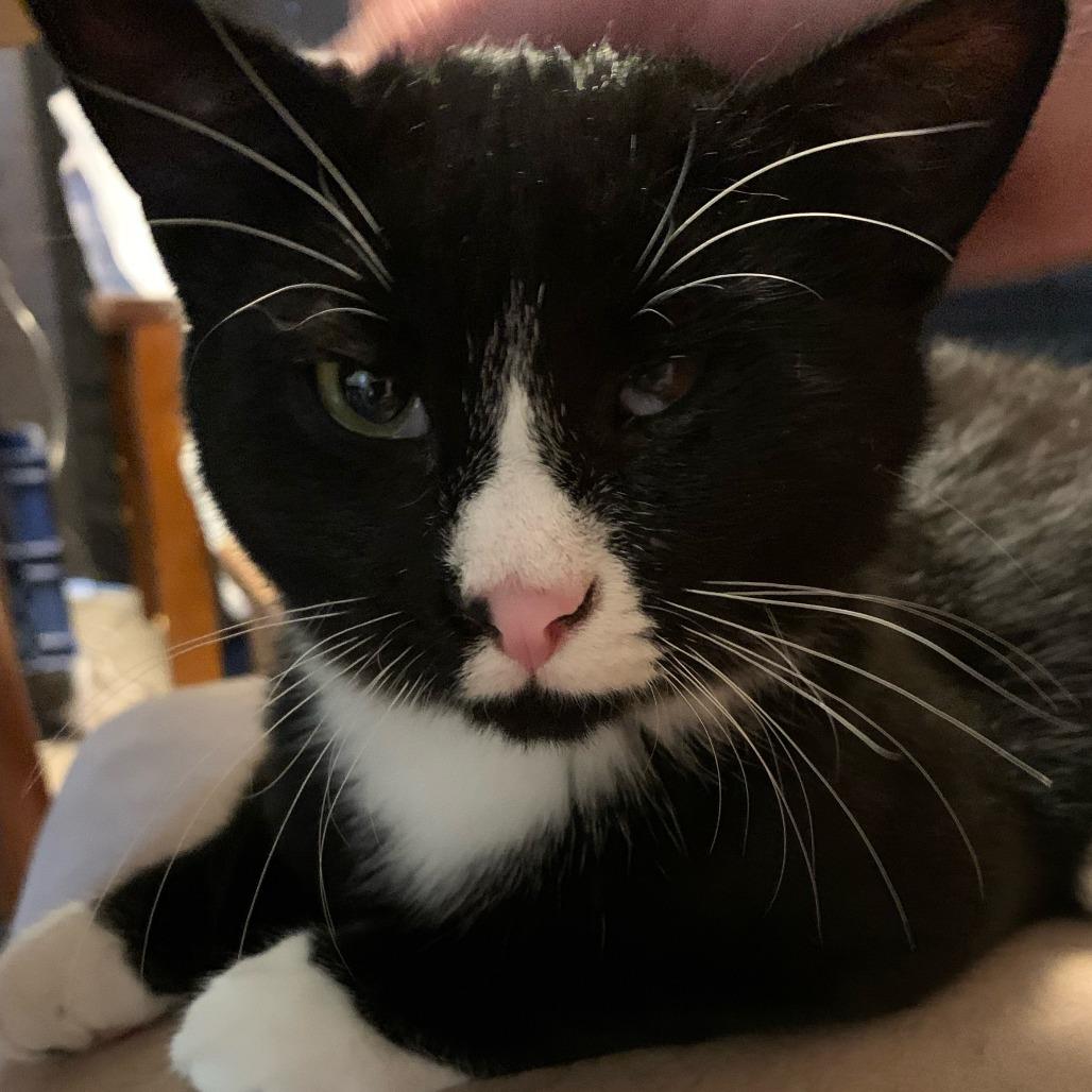 Blaise, a Adoptable Domestic Medium Hair in Buffalo, WY image 1/5