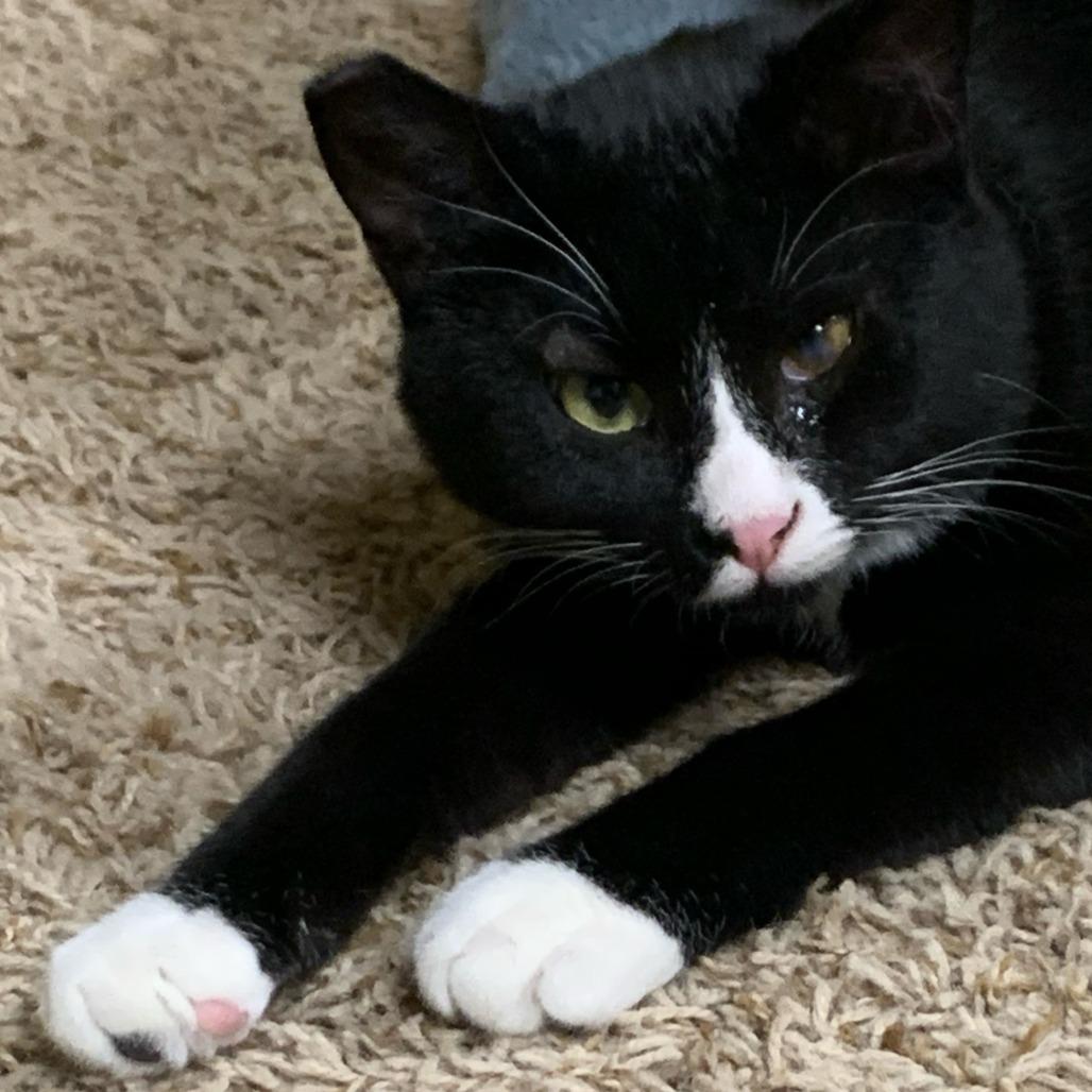 Blaise, a Adoptable Domestic Medium Hair in Buffalo, WY image 2/5