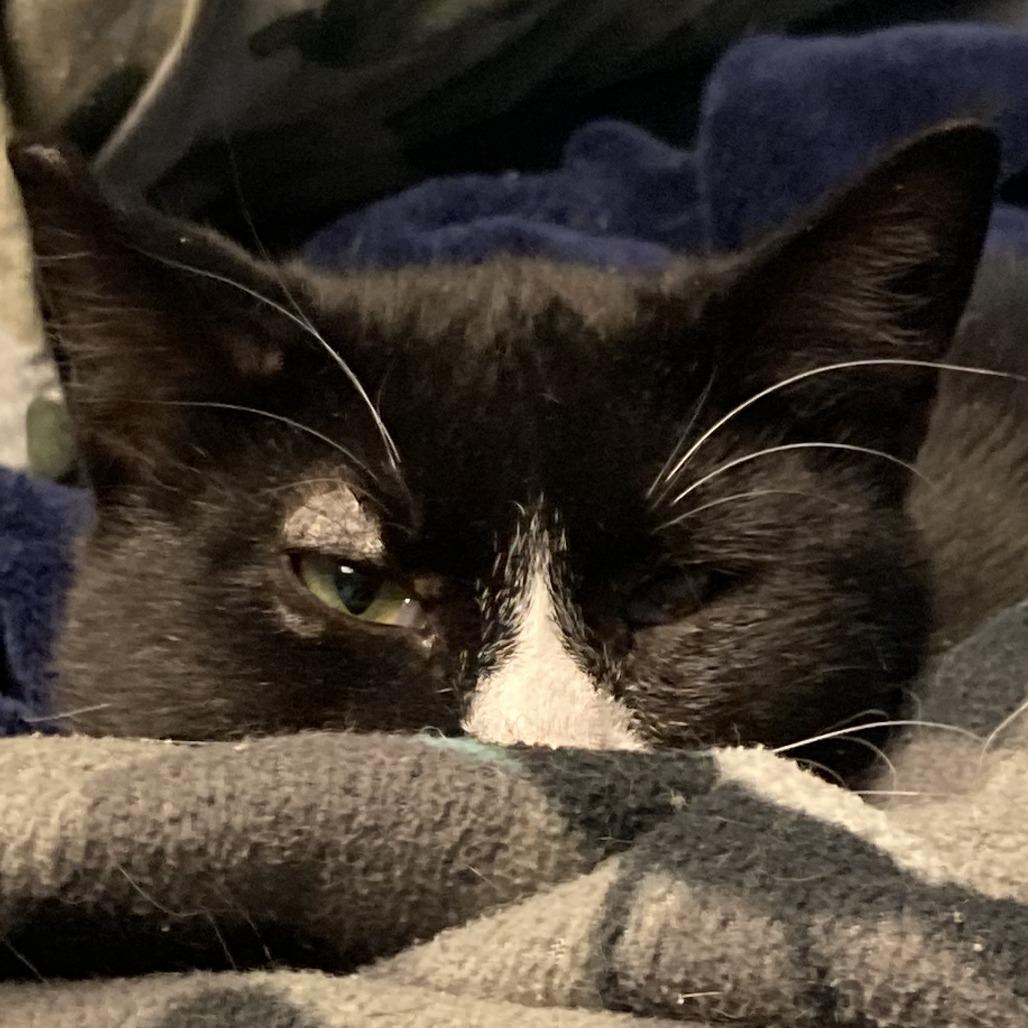 Blaise, a Adoptable Domestic Medium Hair in Buffalo, WY image 4/5