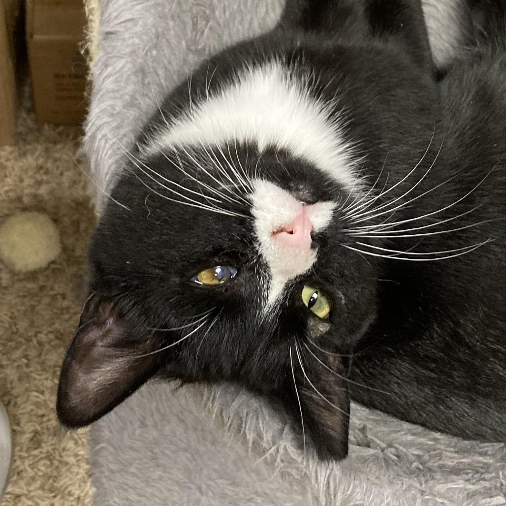 Blaise, a Adoptable Domestic Medium Hair in Buffalo, WY image 5/5