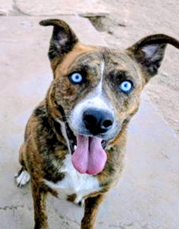 GRACIE, a ADOPTABLE mixed breed in Pena Blanca, NM image 2/2