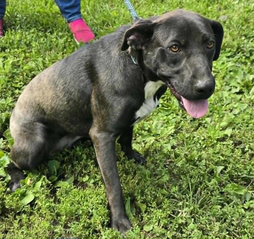 Enlarge Junie, a Adoptable Mixed Breed in Hillsdale, IN image 1/1