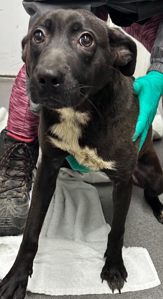 Junie, Adoptable, Puppy Female Mixed Breed.